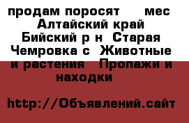 продам поросят 2.5 мес - Алтайский край, Бийский р-н, Старая Чемровка с. Животные и растения » Пропажи и находки   
